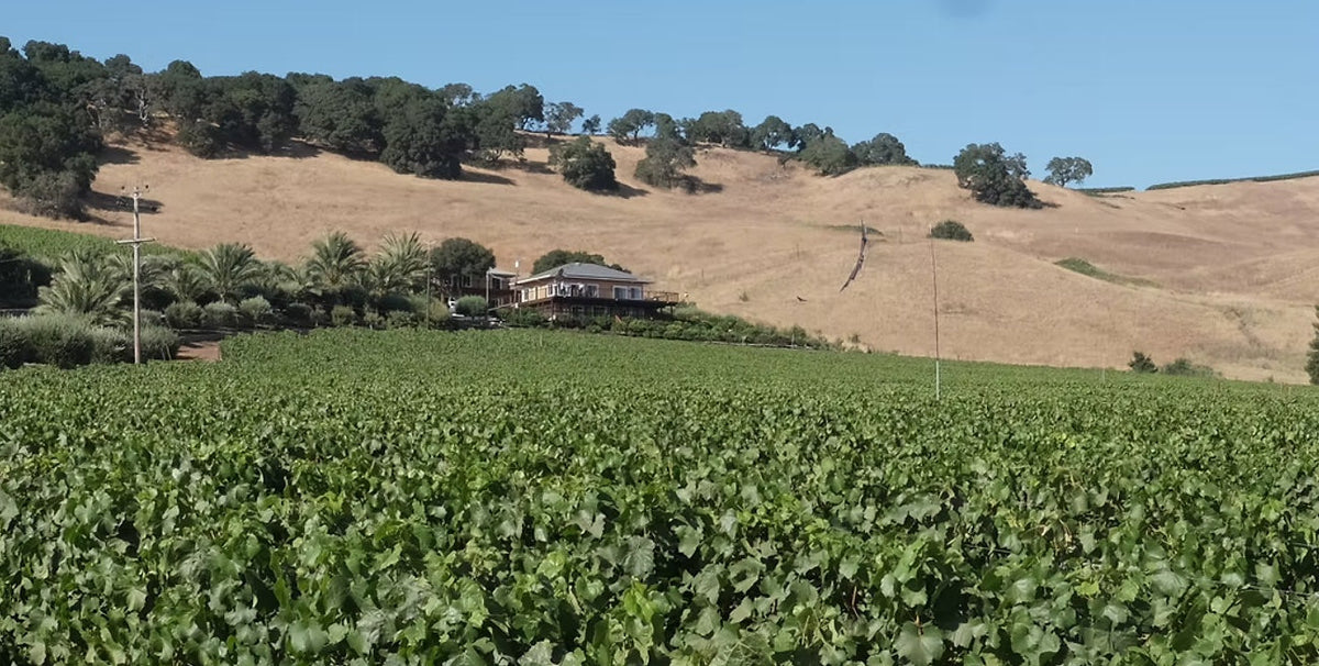 Noemi Vineyards