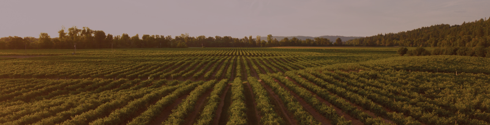 Premium California Wines – Direct from Napa & Sonoma Vines Premium California Wines – Direct from Napa & Sonoma Vines